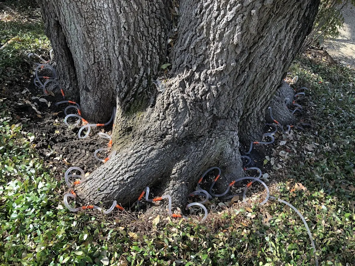 Detailed Tree Cabling and Bracing job site in Tererro